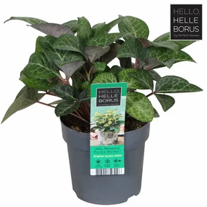 Helleborus lividus 'Purple Marble' - image 2