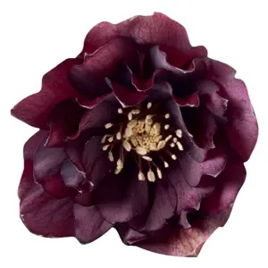 Helleborus orientalis 'Rhode'