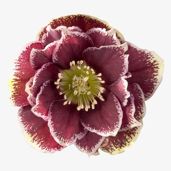 Helleborus orientalis 'Rubina' 1L
