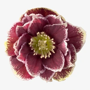 Helleborus orientalis 'Rubina' 1L