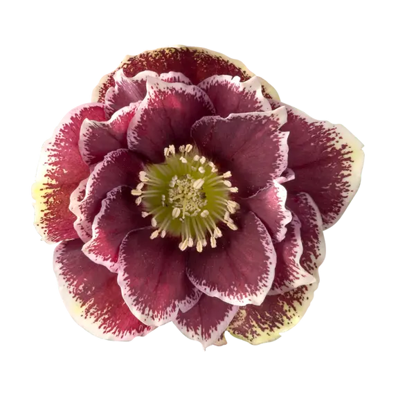 Helleborus orientalis 'Rubina'