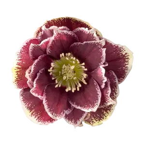 Helleborus orientalis 'Rubina'