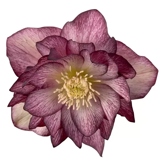 Helleborus orientalis 'Serah'