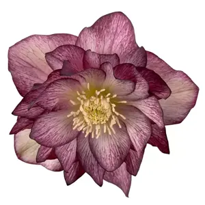 Helleborus orientalis 'Serah'
