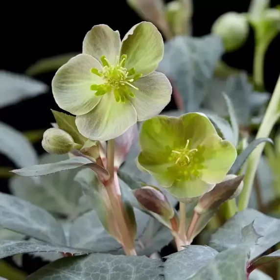 Helleborus x sternii 'Silver Dollar' 9cm