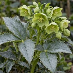 Helleborus argutifolius 'Silver Lace' - image 2