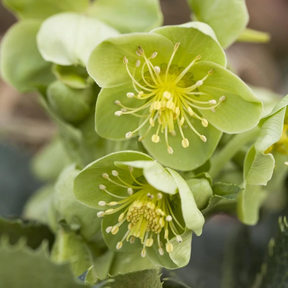 Helleborus argutifolius 'Silver Lace' - image 1