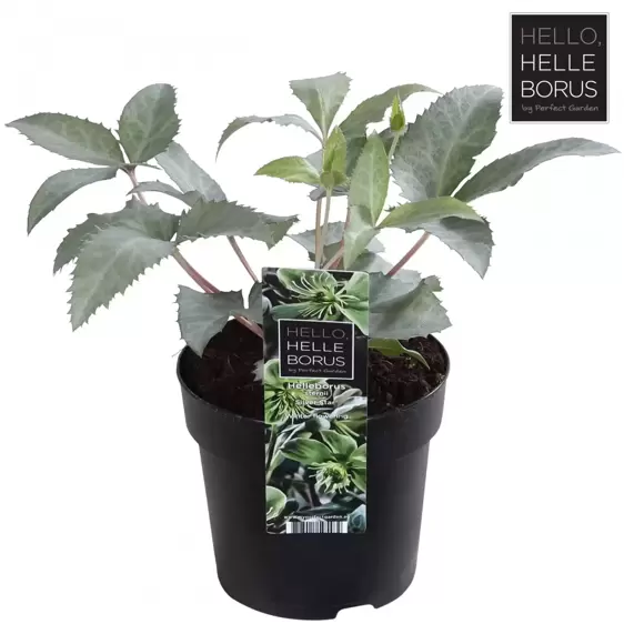 Helleborus x sternii 'Silver Star' - image 2