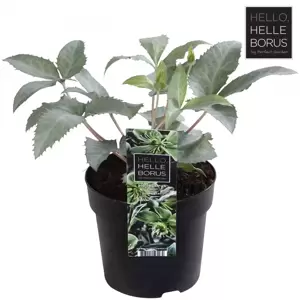 Helleborus x sternii 'Silver Star' - image 2