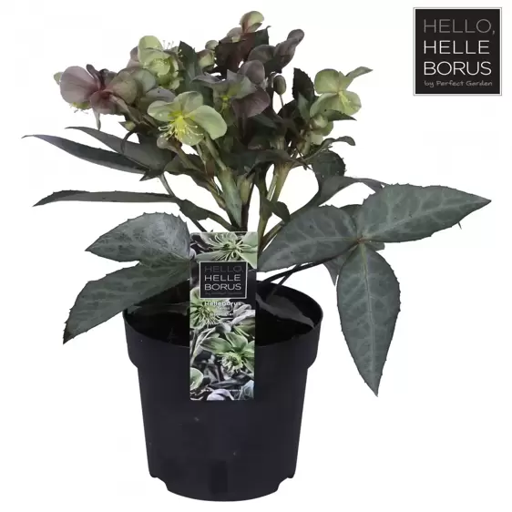 Helleborus x sternii 'Silver Star' - image 3
