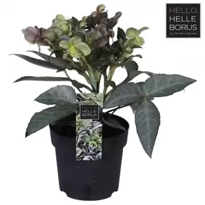 Helleborus x sternii 'Silver Star' - image 3