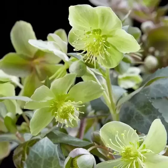 Helleborus x sternii 'Silver Star' - image 1