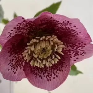 Helleborus x hybridus 'Single Pink Spotted' - image 2