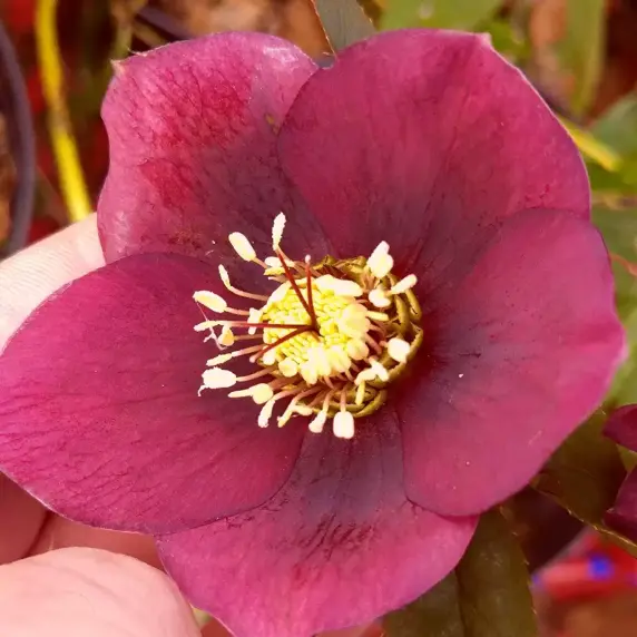 Helleborus x hybridus 'Single Red'