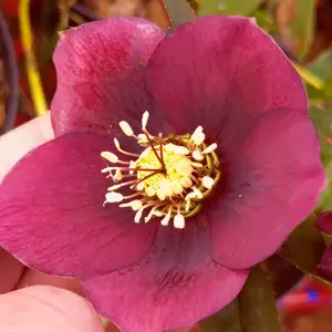 Helleborus x hybridus 'Single Red'