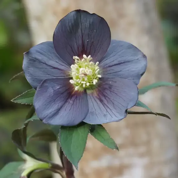 Helleborus x hybridus 'Single Slate'
