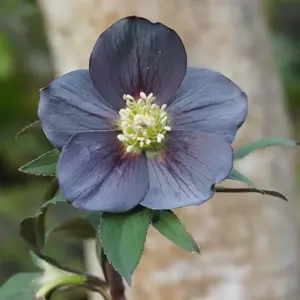 Helleborus x hybridus 'Single Slate'