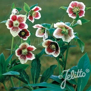 Helleborus x hybridus 'Single White Blotched'