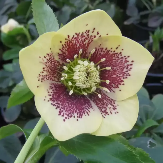 Helleborus x hybridus 'Single Yellow Spotted' - image 1