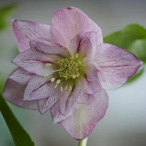 Helleborus orientalis 'ViV Alessia' 4L