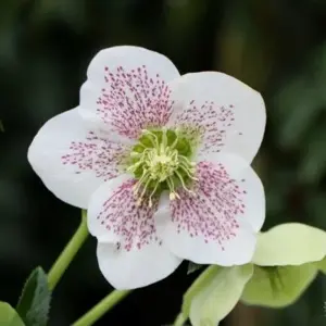 Helleborus orientalis 'ViV Alma' 4L