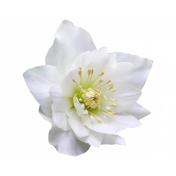 Helleborus orientalis 'ViV Amalia' 3L