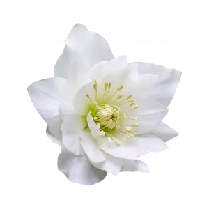 Helleborus orientalis 'ViV Amalia' 3L