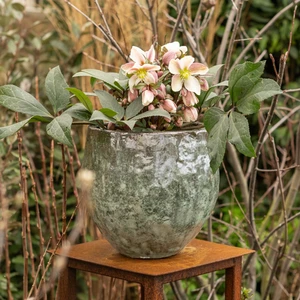 Helleborus orientalis 'ViV Annelina' - image 2