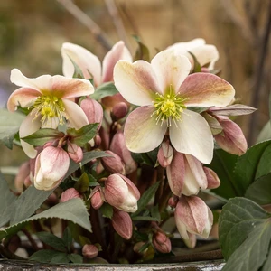 Helleborus orientalis 'ViV Annelina' - image 1