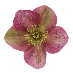 Helleborus orientalis 'ViV Chiara'