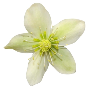Helleborus orientalis 'ViV Clara'