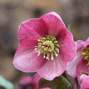 Helleborus orientalis 'ViV Fenna' - image 1
