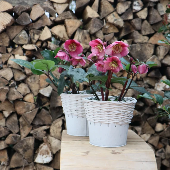 Helleborus orientalis 'ViV Fenna' - image 2