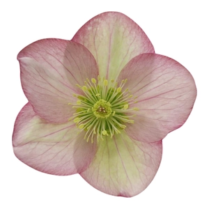 Helleborus orientalis 'ViV Jamina'