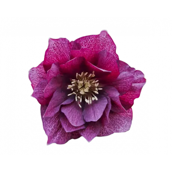 Helleborus orientalis 'ViV Laura' 4L