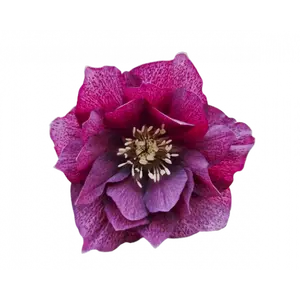 Helleborus orientalis 'ViV Laura' 4L