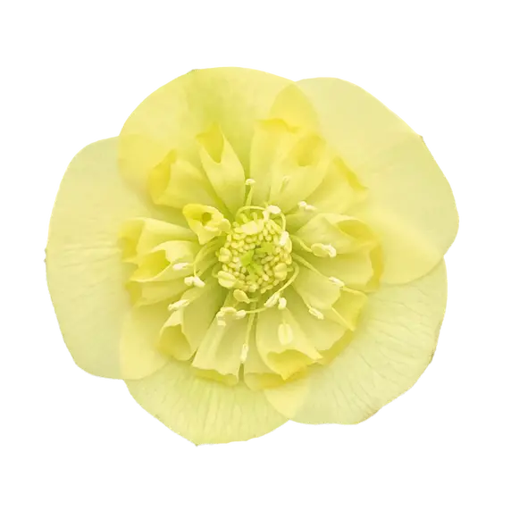 Helleborus orientalis 'ViV Lucrezia'