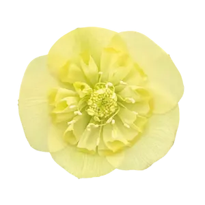 Helleborus orientalis 'ViV Lucrezia'