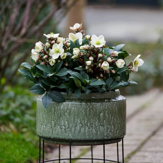 Helleborus x ericsmithi 'ViV Olivia' - image 2