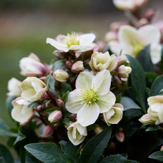 Helleborus x ericsmithi 'ViV Olivia' - image 3