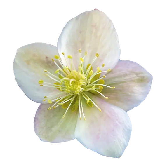 Helleborus x ericsmithi 'ViV Olivia' - image 1