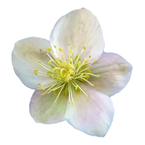Helleborus x ericsmithi 'ViV Olivia' - image 1