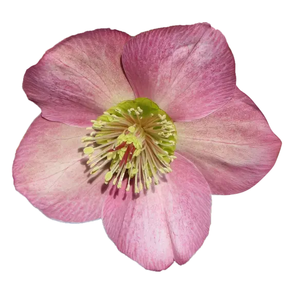 Helleborus orientalis 'ViV Paula' - image 1
