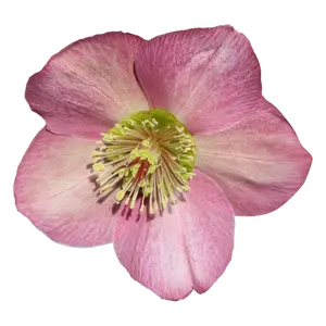 Helleborus orientalis 'ViV Paula' - image 1