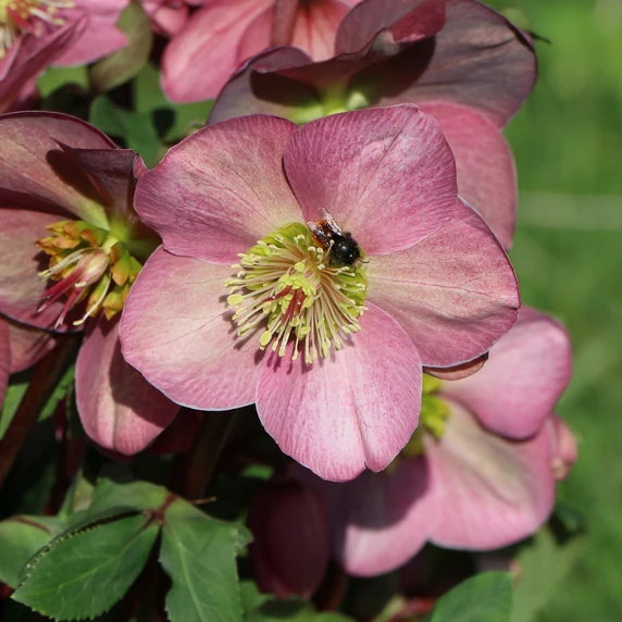 Helleborus orientalis 'ViV Paula' - image 3