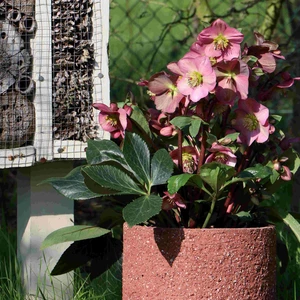 Helleborus orientalis 'ViV Paula' - image 2