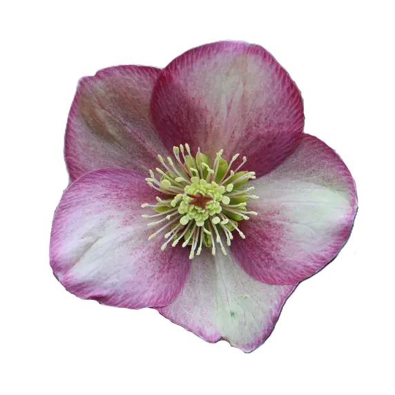Helleborus orientalis 'ViV Rosanna' - image 1