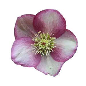 Helleborus orientalis 'ViV Rosanna' - image 1