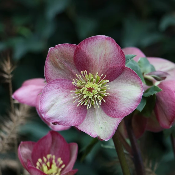 Helleborus orientalis 'ViV Rosanna' - image 2