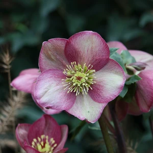 Helleborus orientalis 'ViV Rosanna' - image 2